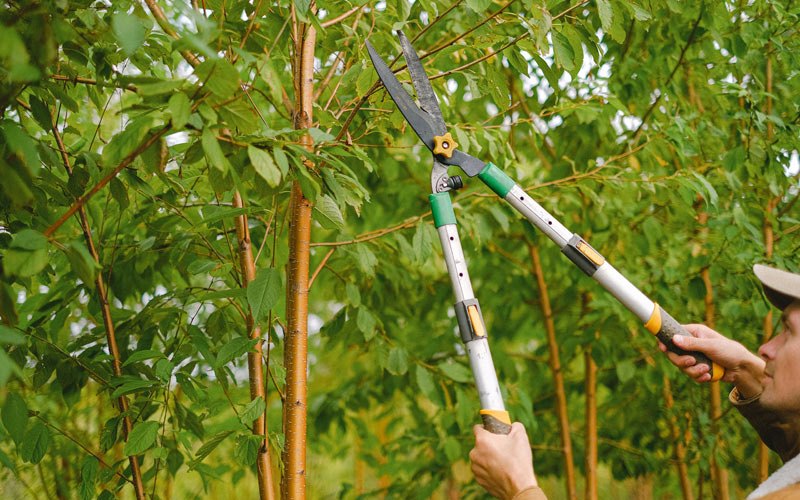 Tree trimming in Sun Valley, ID